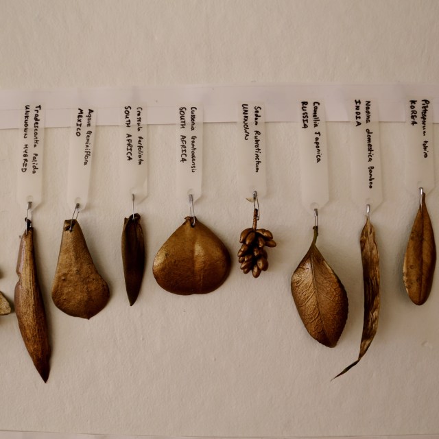 Gavin Rogers Gold Rush Australia